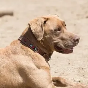 Weaver Dog - Native Spirit Halsb�nd
