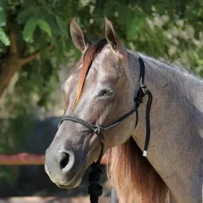 Prof Choice | Rope Halter w/ 10� Lead
