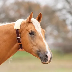 Prof. Choice | The Dare� Cribbing Control Collar
